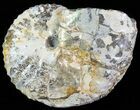 Iridescent Discoscaphites Ammonite - South Dakota #62590-1
